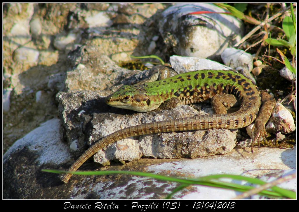 Un p di Podarcis siculus campestris della mia zona!